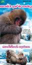 Klikni pro zvten DVD: Svt prody DVD 6: Snn opice