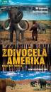 DVD film: Zdivoel Amerika